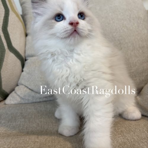 kitty