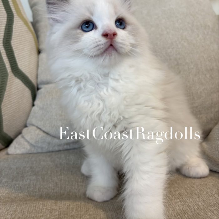 kitty